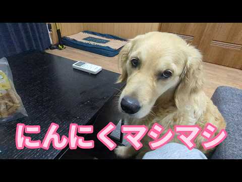 にんにくマシマシな夜。ゴールデンレトリバーティト