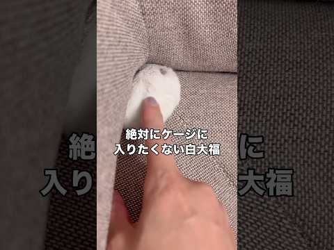 絶対にケージに入りたくない白大福VSそろそろお家に帰って欲しい飼い主との攻防 ハムスター 白大福 雪見だいふく sho… サムネイル