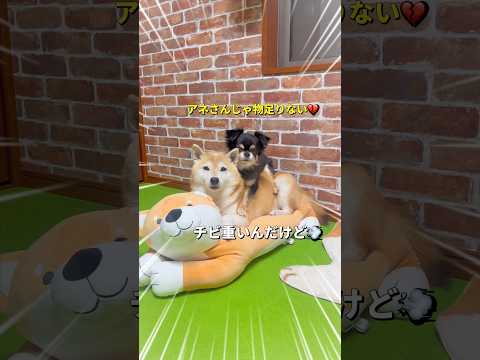 3段仕立て始めました🐶‼️ 柴犬 チワワ shorts