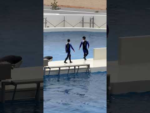 shorts ランちゃん着いて来てネ！　須磨シーワールドにて　2025年12月25日 サムネイル