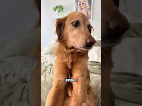 coming home to my golden retriever🥵 goldenretreiver dog ind… サムネイル