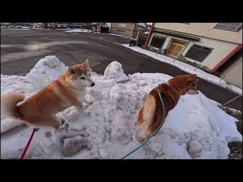 【注意喚起】除雪山リベンジで同じ左足負傷する飼い主と柴犬(除雪山登ったら危険！真似するな！) サムネイル