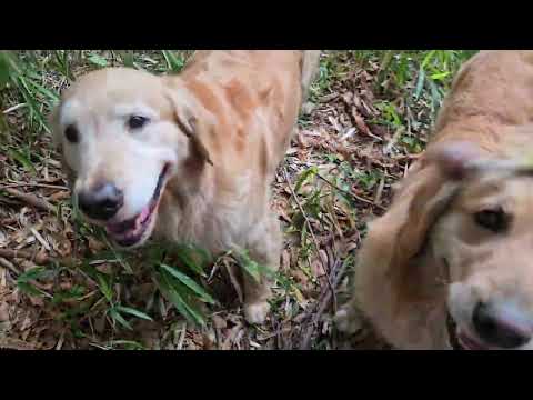 廃道をゴールデンレトリバー４頭と散歩 サムネイル