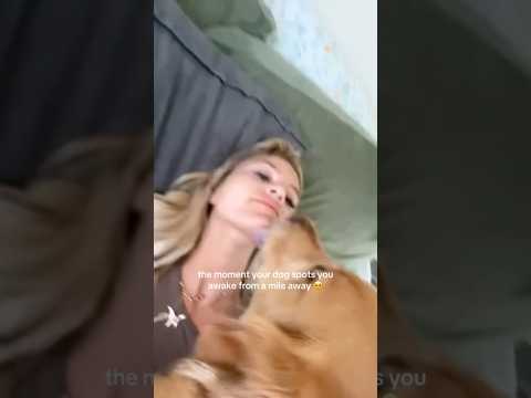 coming home to my golden retriever🥵goldenretreivers dog pup… サムネイル