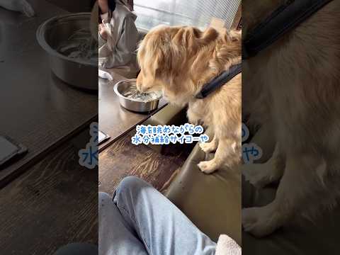 愛犬に優しいわかうら食堂行ってきた ゴールデンレトリバー 大型犬のいる生活 goldenretriever わかうら食堂 サムネイル