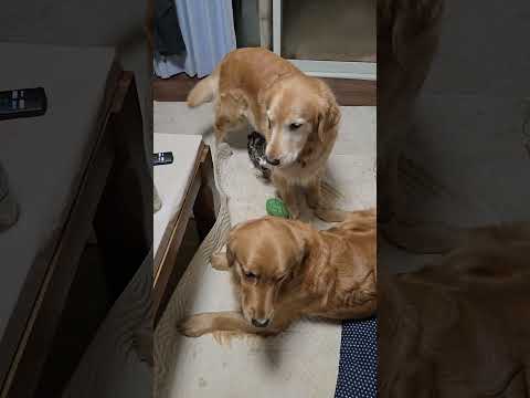 最近ゴールデンレトリバーに良く甘えてまとわりつく子猫のキビ サムネイル