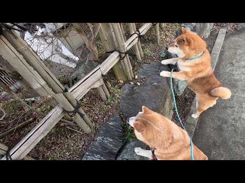 1年半ぶり！三者同じポーズでお見合い会🐱🦊🦊 サムネイル