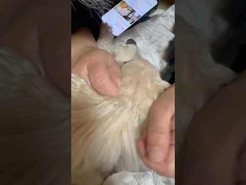 shorts 今日のタローちゃん　トイプードル　2026年2月6日 サムネイル