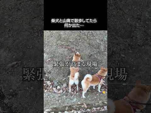 山奥で散歩してたら…出た shibainu 犬 いぬ 柴犬のいる暮らし サムネイル