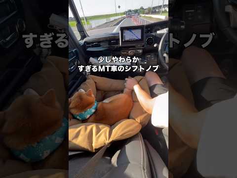 MT車のシフトノブならぬシッポノブ。少し柔らかすぎるらしい。 柴犬 柴犬のいる暮らし シフトノブ shorts サムネイル
