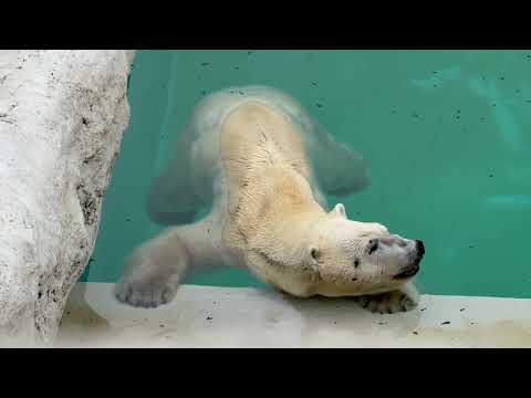 鼻息でプールのお水がふるふる🐻‍❄️     ホッキョクグマ　男鹿水族館GAOにて　2026年5月22日 サムネイル