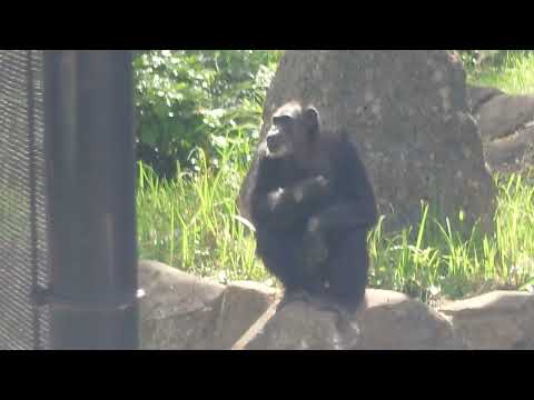 チンパンジーのサンタくん　千葉市動物公園　2026年5月9日