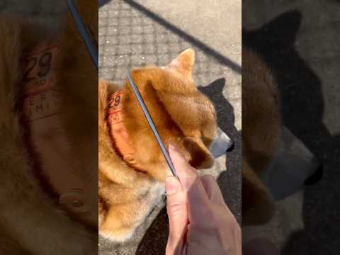 柴犬福 ブラッシング中の柴犬🤣Shiba-Hair🤣shorts japanesedog 柴犬 dogshorts f… サムネイル