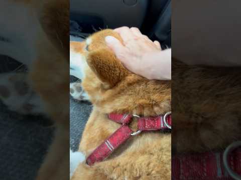 ’26.6.3 力丸に、念願のガシガシ… 柴犬 shibainu 柴犬のいる暮らし 柴犬の日常 車中泊犬 換毛期 力丸 サムネイル