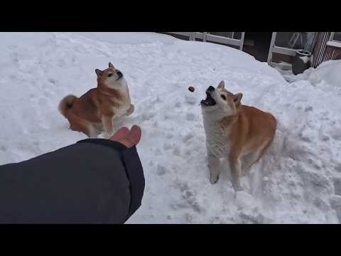 2026年3月13日(金) 散歩から帰るとポッケに入ってるもの全部出しな！って感じにハッ！(遊ぼう！)ってしてきます。 サムネイル