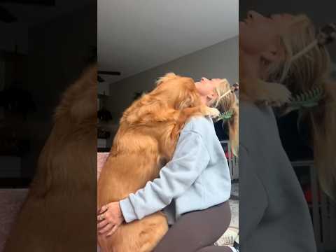 coming home to my golden retriever🥵 goldenretreiver dog ind… サムネイル