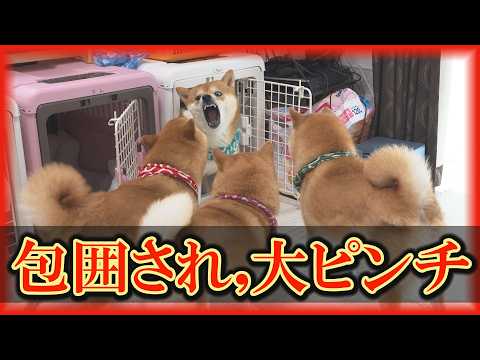 【原因不明】先住犬達の反感を買ったらしく、末っ子柴犬が出禁になったようです・・・