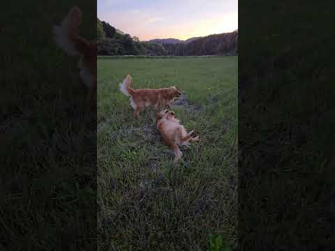 夕暮れの田んぼは親子ゴールデンレトリバーの格闘場？goldenretriever大型犬のいる生活ibukikohaku… サムネイル