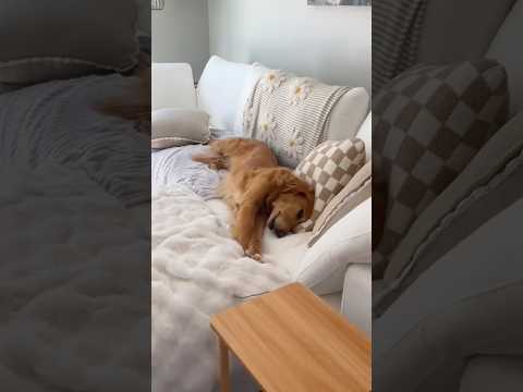 coming home to my golden retriever🥵 goldenretreiver dog ind…