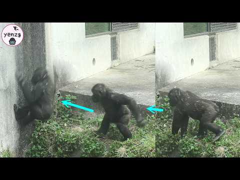 Gorilla Ringo made funny jump on the wall,Tayari moved the… サムネイル