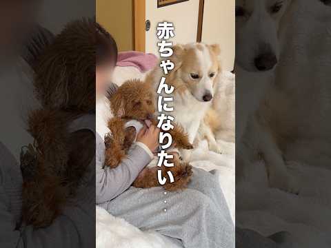 赤ちゃんになりたい犬...【ゴールデンレトリバー・ボーダーコリー】shorts サムネイル