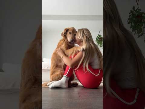 coming home to my golden retriever🥵goldenretreivers dog pup… サムネイル