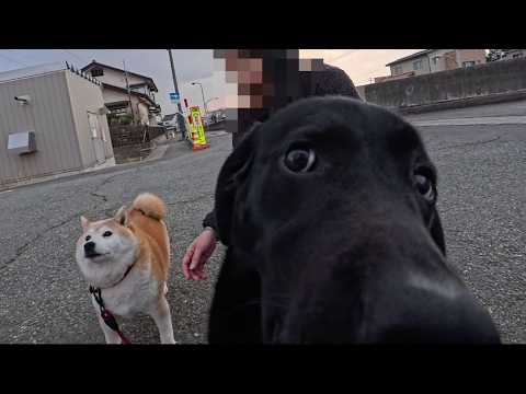 2026年4月9日(木) 生き別れの家族に会えたかのように 大はしゃぎ してくれるイプちゃん【普段はクールレディ】 サムネイル