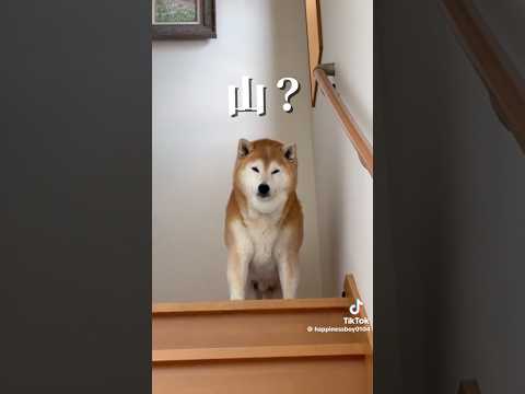 柴犬福 兄を出迎える柴犬、総集編🤣Brother and Shiba🤣兄と柴 shorts 柴犬 japanesedo… サムネイル