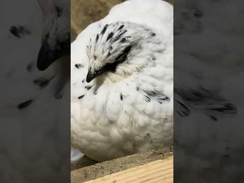 shorts ニホンライチョウ　那須どうぶつ王国　IMG 0899 サムネイル