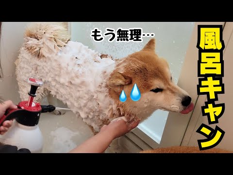 風呂キャンセル界隈の柴犬、時短となる救世主(泡スプレー)現る サムネイル