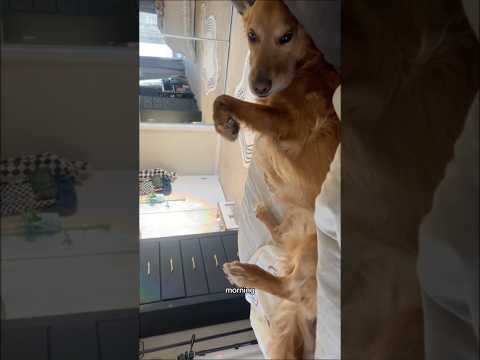 coming home to my golden retriever🥵 goldenretreiver dog ind… サムネイル
