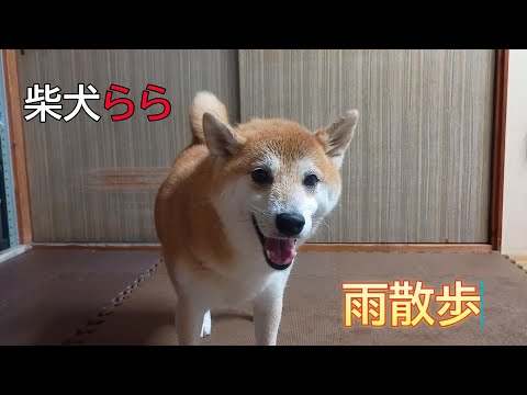 雨散歩 サムネイル