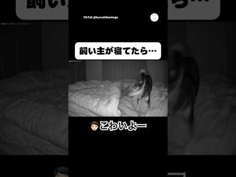 飼い主が寝たら大暴れする柴犬　柴犬　黒柴　犬　面白い　犬のいる暮らし サムネイル
