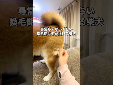例の季節がやってきた･･･！でも今回は待ちに待った換毛期！ 柴犬 換毛期 柴犬のいる暮らし shorts サムネイル