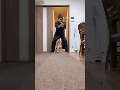 柴犬とん君と流行りのダンスをやってみたシリーズ　柴犬　柴犬とん サムネイル