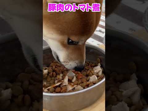 豚肉のトマト煮 神戸 shiba shibainu 柴犬 サムネイル