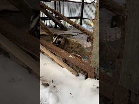 雪が苦手なハクビシンのハクちゃん♪shorts 動物園 ハクビシン サムネイル