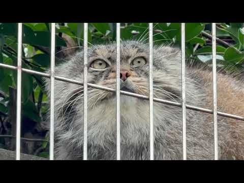 エルくん カラス見てるの？☺️ マヌルネコ　東山動植物園にて　2026年3月13日 サムネイル