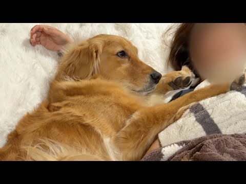 久しぶりにママと再会した瞬間、悲しくて大泣きしちゃった犬...【ボーダーコリー・ゴールデンレトリバー】 サムネイル