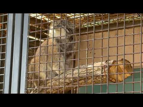 マヌルネコのイーリスくん　王子動物園　2025年12月27日 サムネイル