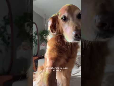 coming home to my golden retriever🥵 goldenretreiver dog ind… サムネイル