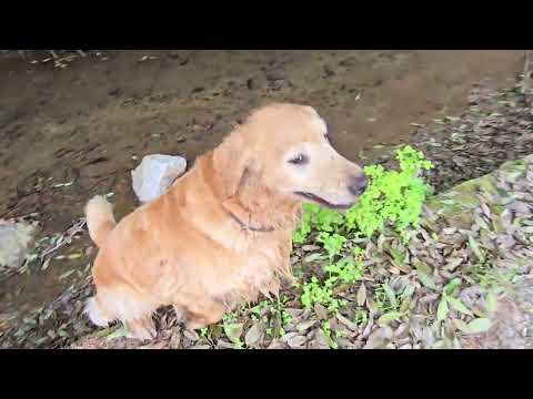 「入ってほしくないのに～」歩いて通勤途中の水遊び サムネイル
