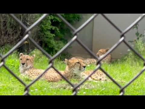 午前中担当はフィン、フロド、フラッシュのF3きょうだい　チーター　千葉市動物公園にて　2026年4月18日