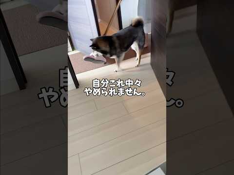 11年経っても黒柴がやめられないこと… サムネイル