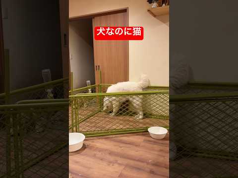 犬なのに完全に猫 サムネイル