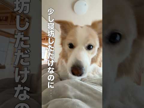少し寝坊しただけなのに大泣きする犬...【ボーダーコリー・ゴールデンレトリバー】shorts サムネイル