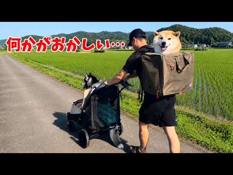 熊を警戒して歩かなくなった柴犬とハスキーの結末がおかしすぎました… サムネイル