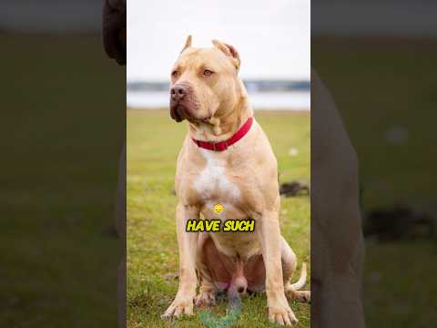 Top 4 Reasons Pit Bulls Have Such a Bad Reputation #shorts… サムネイル