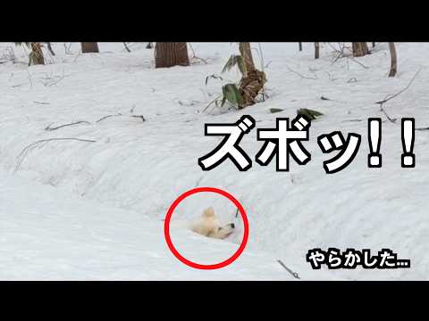 ドヤ顔で走った結果...ズボッ サムネイル