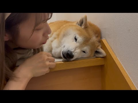 柴犬福 姉に感謝されてる時の柴犬の顔🤣Sister and Shiba Inu🤣 サムネイル